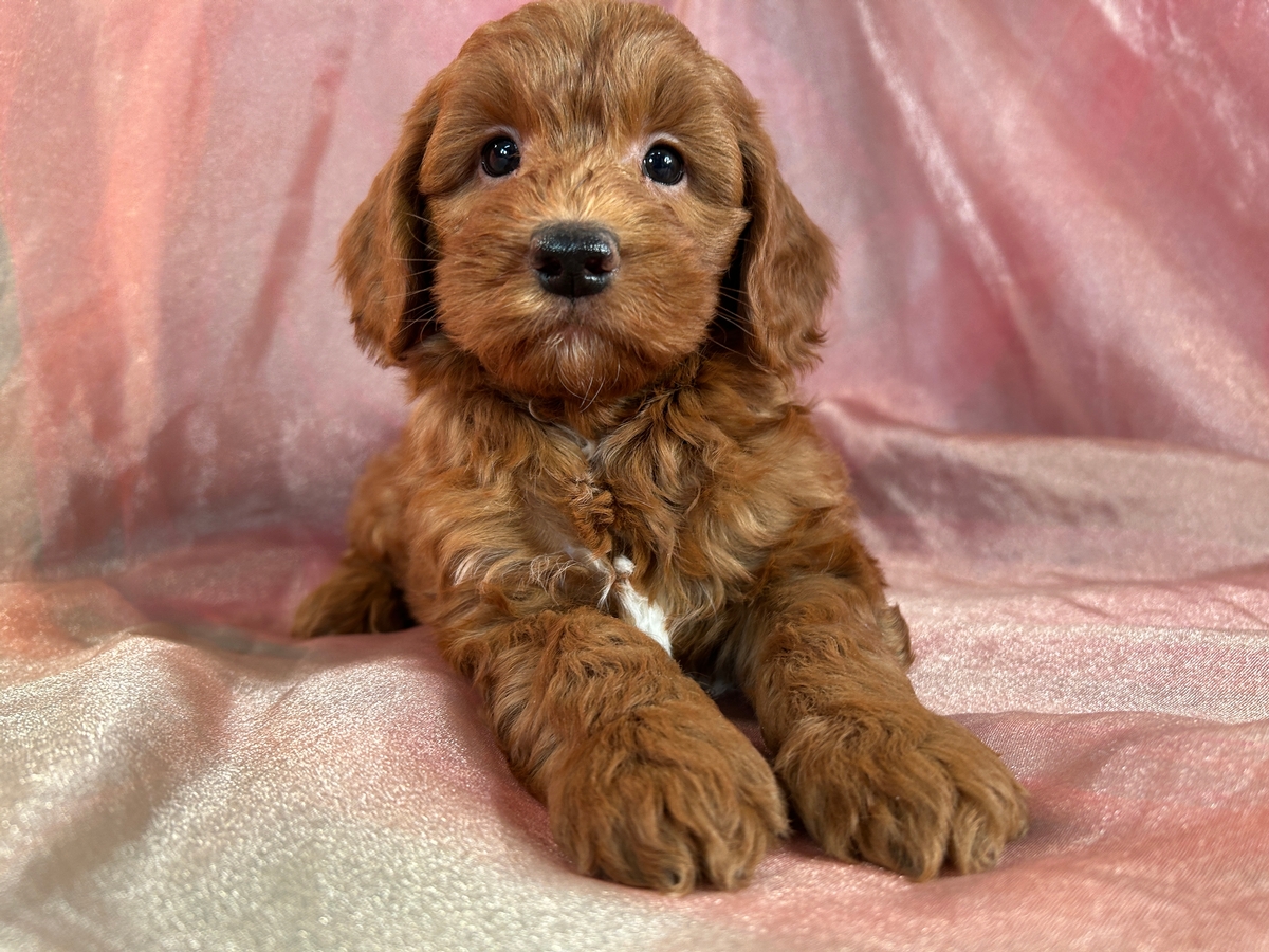 Dark Red Male Mini Goldendoodle Pup for Sale $1200 DOB 1-23-2024